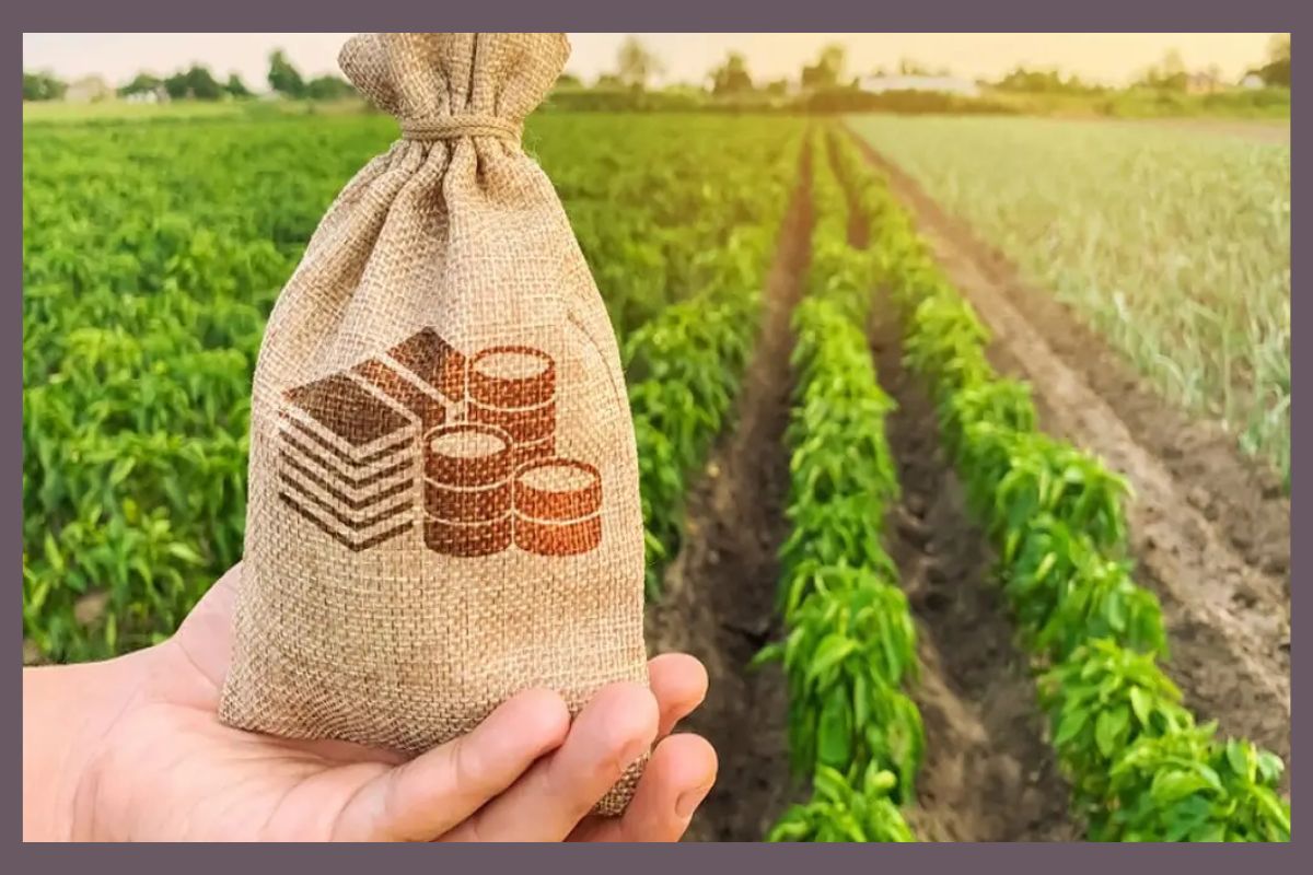 Andhra Pradesh Farmers:  ఏపీ రైతులకు అదిరిపోయే శుభవార్త: ఆకాశాన్నంటుతున్న మిర్చి, వేరుశెనగ ధరలు!