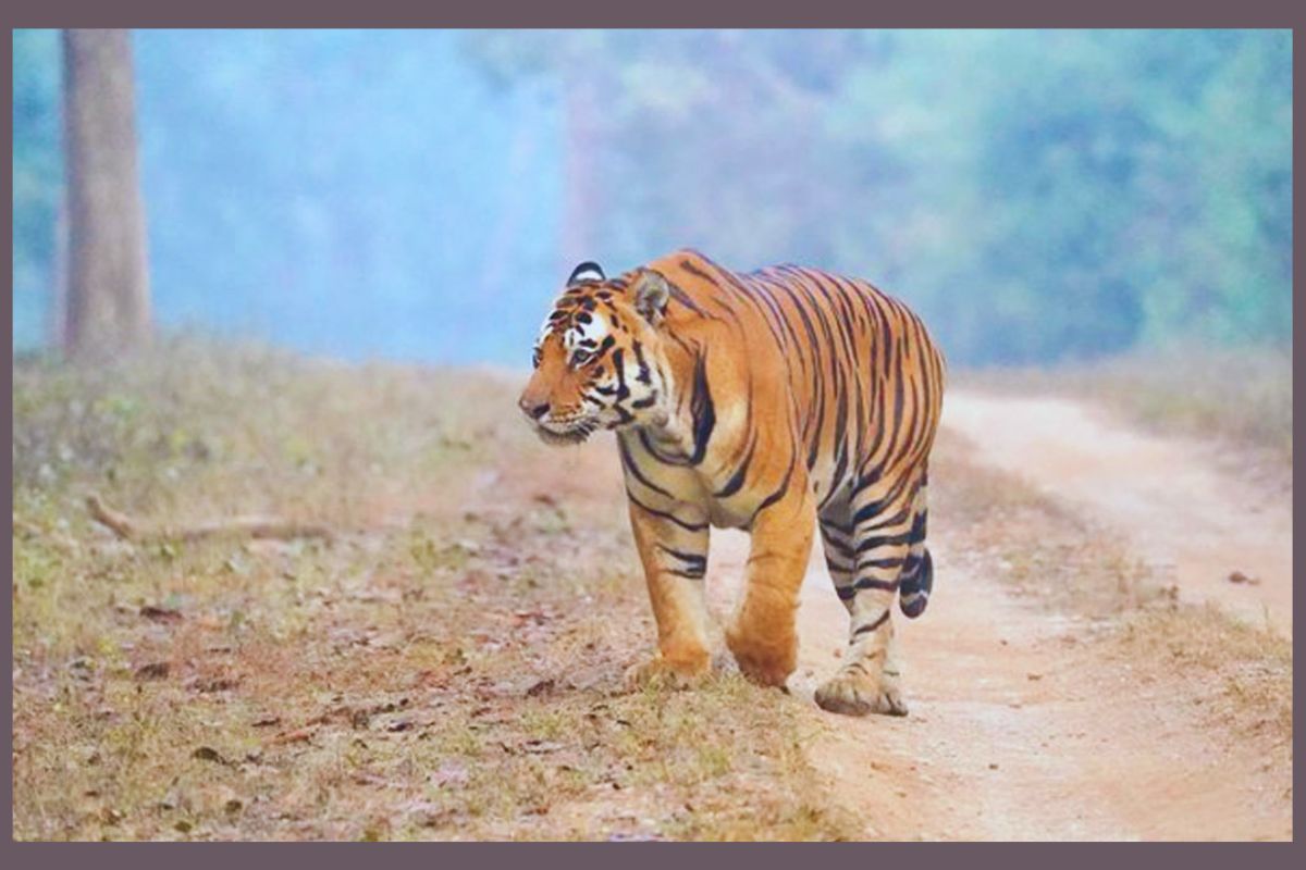 Tiger captured: తూర్పు గోదావరిలో పెద్దపులి భయం ముగిసింది, అటవీ శాఖ విజయవంతమైన రెస్క్యూ